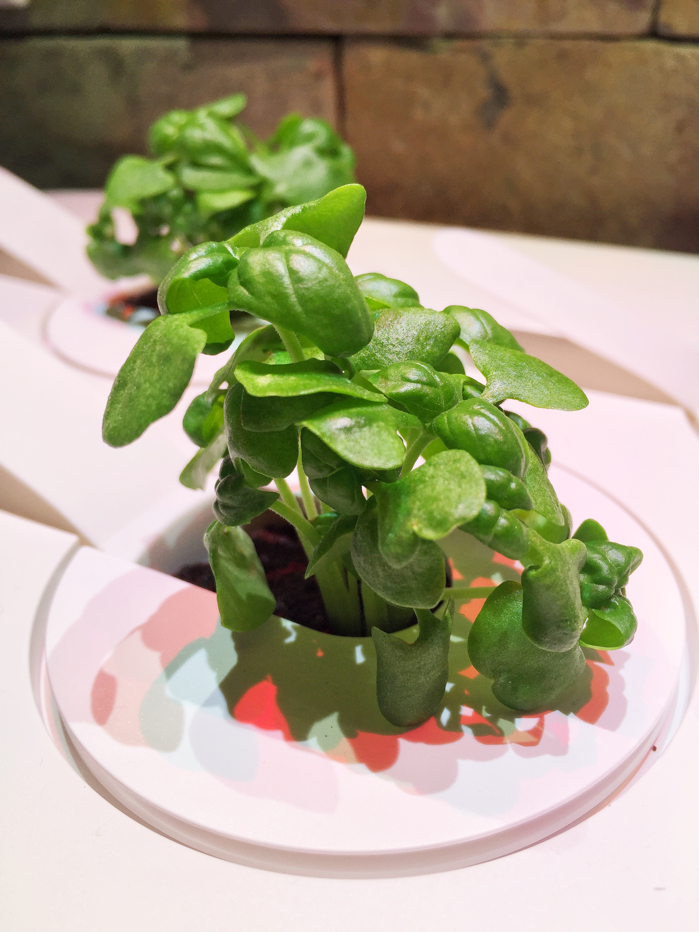 I Bought a Smart Garden